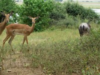 21_Chobe_4030.jpg