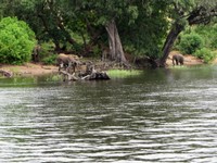 21_Chobe_4360.jpg