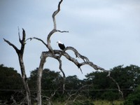 21_Chobe_4930.jpg