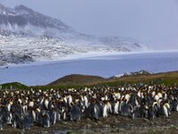 Antarktis 2008 - Königspinguine auf Südgeorgien