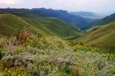 SA_Lesotho_135_1000.jpg