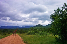 SA_Krugerpark_050_1000.jpg