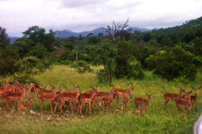 SA_Krugerpark_060_1000.jpg