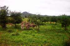 SA_Krugerpark_065_1000.jpg