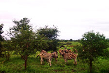 SA_Krugerpark_075_1000.jpg