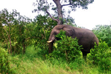 SA_Krugerpark_110_1000.jpg