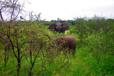 SA_Krugerpark_145_1000.jpg