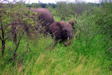 SA_Krugerpark_165_1000.jpg