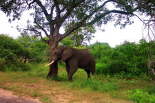 SA_Krugerpark_170_1000.jpg