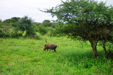 SA_Krugerpark_220_1000.jpg