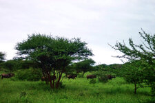 SA_Krugerpark_260_1000.jpg