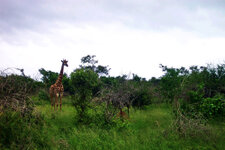 SA_Krugerpark_290_1000.jpg