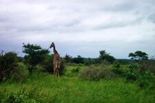 SA_Krugerpark_295_1000.jpg