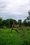 SA_Krugerpark_315_1000.jpg