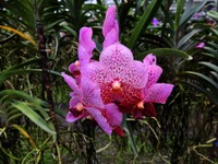 Schm_Orchideen_120_1000.jpg