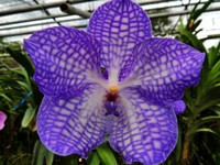 Schm_Orchideen_130_1000.jpg