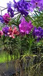 Schm_Orchideen_260_1000.jpg