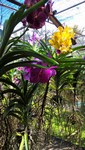 Schm_Orchideen_280_1000.jpg