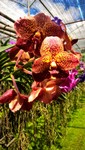 Schm_Orchideen_290_1000.jpg