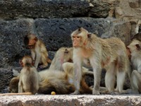 2_Lopburi_Affent_140_1000.jpg