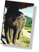 Elefant in der Gegend von Chiang Mai