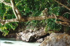 Phi Phi Islands
