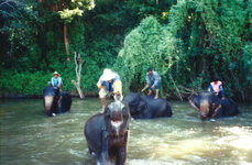 Das Elefantenbad