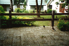 Hotel Karon Villas