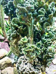Rio de Janeiro - Im botanischen Garten