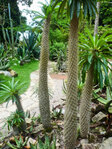 Rio de Janeiro - Im botanischen Garten