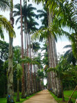 Rio de Janeiro - Im botanischen Garten