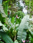 Rio de Janeiro - Im botanischen Garten