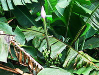 Rio de Janeiro - Im botanischen Garten