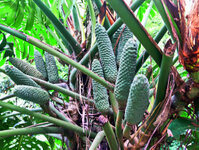 Rio de Janeiro - Im botanischen Garten