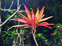 Rio de Janeiro - Im botanischen Garten