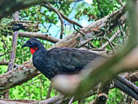 Rio de Janeiro - Im botanischen Garten