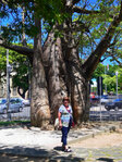 In Recife - Ein Big Tree