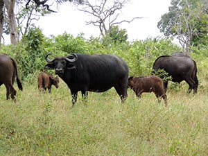 Büffel im Chobe Nationalpark