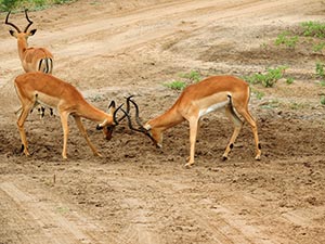 Kämpfende Impala im Chobe Nationalpark Kämpfende Impala im Chobe Nationalpark