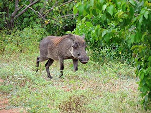 Warzenschwein im Chobe Nationalpark Warzenschwein im Chobe Nationalpark