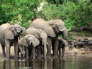 Elefanten im Chobe Nationalpark Elefanten im Chobe Nationalpark