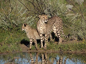 Gepardin mit Jungtier im Etosha-Nationalpark Gepardin mit Jungtier im Etosha-Nationalpark