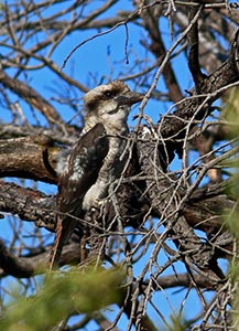 Kookaburra (dt. Jägerliest) Kookaburra (dt. Jägerliest)