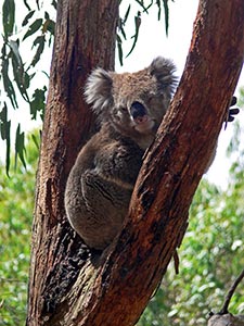 Koala-Bär Koala-Bär