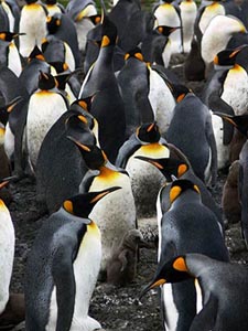 Königspinguine auf Südgeorgien Königspinguine auf Südgeorgien