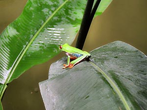 Schöner Frosch Schöner Frosch