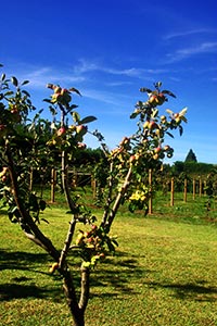 Auf einer Kiwi-Farm Auf einer Kiwi-Farm
