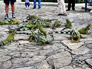 In einem Park in Guayaquil