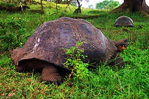 Galapagos-Schildkröte auf Baltra Galapagos-Schildkröte auf Baltra