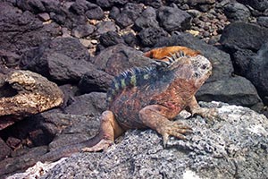 Landleguan auf Plaza Sur Landleguan auf Plaza Sur
